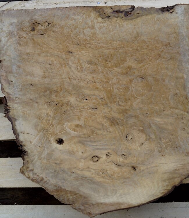 Laurel, Maserplatte, ca. 550 x 500 x 65 mm, 40729