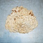 Goldfield burl, approx. 300 x 260 x 70mm, 2,7kg