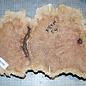 Goldfield burl, approx. 350 x 230 x 75mm, 3,9kg