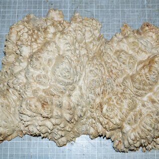 Goldfield burl, approx. 350 x 230 x 75mm, 3,9kg