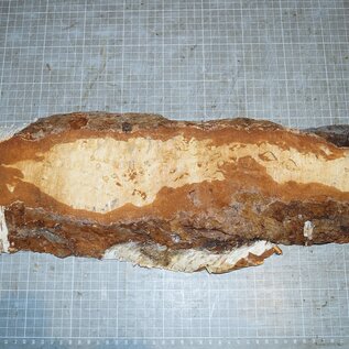 Birch burl, approx. 540 x 140 x 40mm, 2,0kg