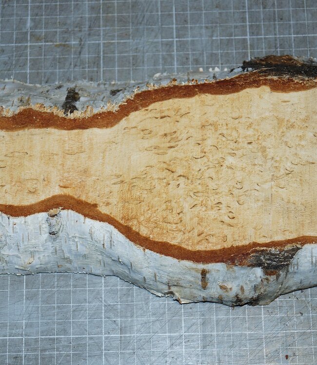 Birch burl, approx. 300 x 135 x 39mm, 1,1kg