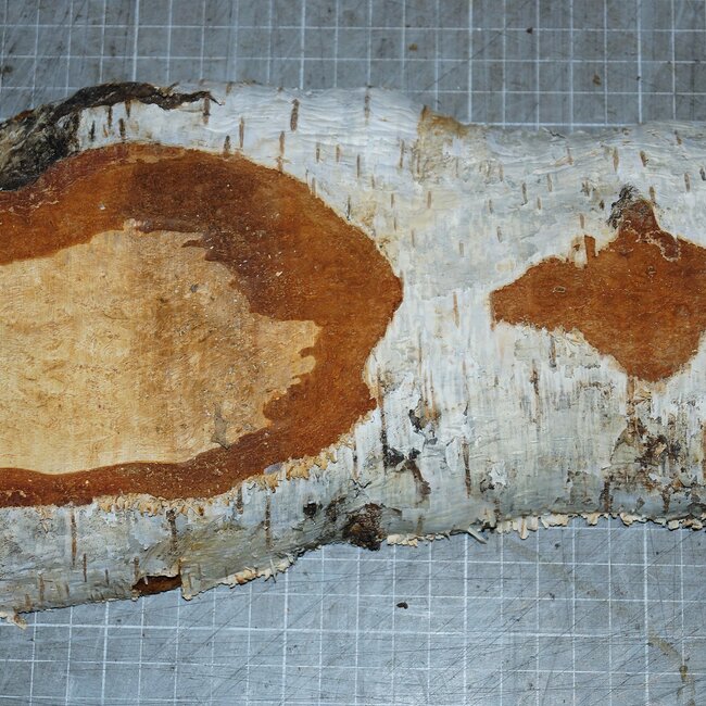 Birke Maser, ca. 250 x 120 x 40mm, 0,8kg