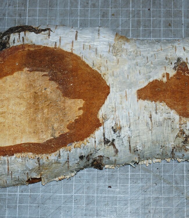 Birch burl, approx. 250 x 120 x 40mm, 0,8kg