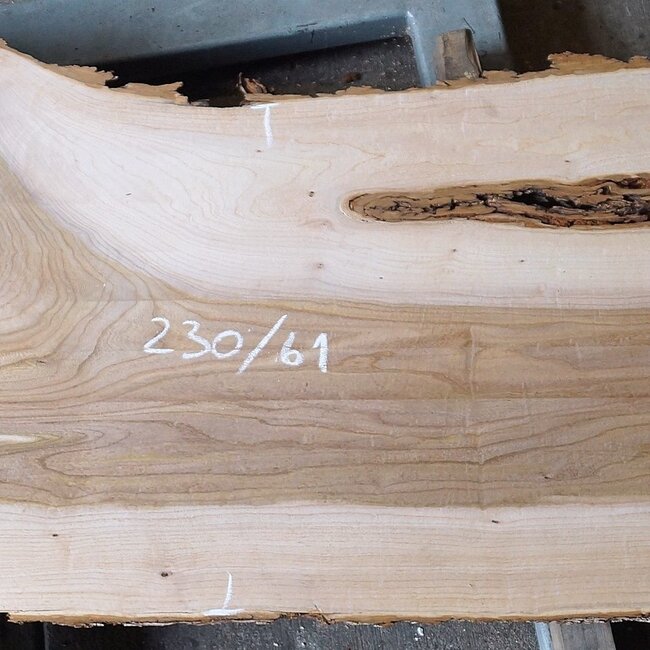 Rüster, ca. 2300 x 610 x 50 mm, 13278