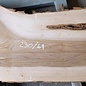 Dutch elm, approx. 2300 x 610 x 50 mm, 13278