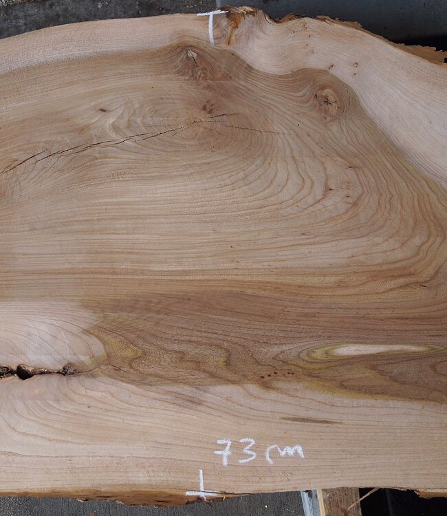 Dutch elm, approx. 2300 x 610 x 50 mm, 13278