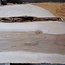 Dutch elm, approx. 2300 x 610 x 50 mm, 13278