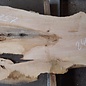 Ash burl, approx. 2400 x 730/480/760 x 50 mm, 13257