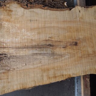 Ash burl, approx. 2400 x 730/480/760 x 50 mm, 13257