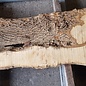 Ash burl, approx. 1880 x 520/430/660 x 52 mm, 13256