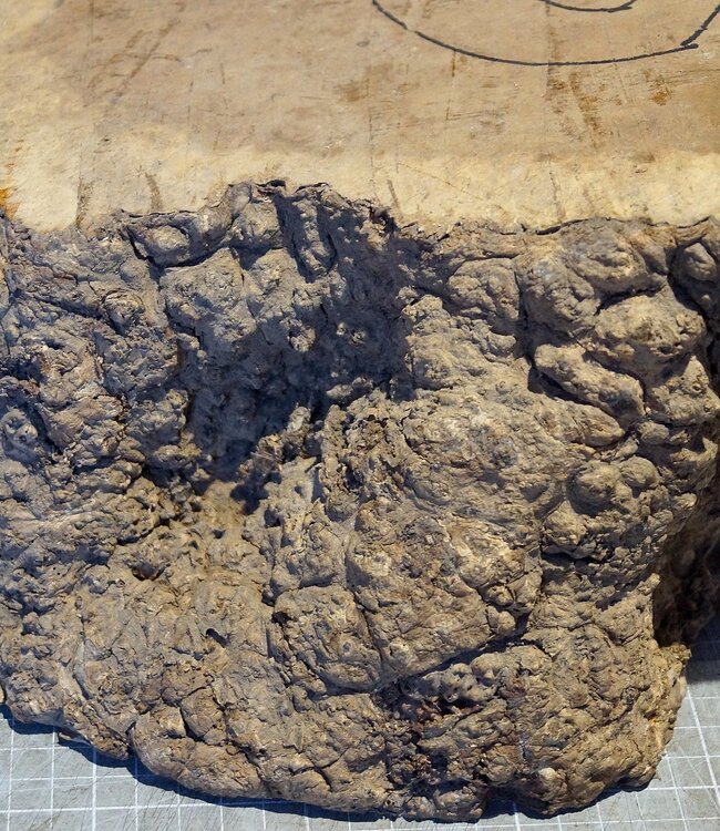 Amboina Maser, ca. 440/540 x 245 x 160mm, 10kg