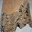 Amboina burl, approx. 550 x 245/305 x 140mm, 12,3kg