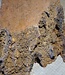 Amboina burl, approx. 550 x 245/305 x 140mm, 12,3kg