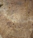 Amboina burl, approx. 1450 x 880 x 55mm, 37,2kg