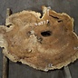 Amboina Maser, ca. 1190 x 820 x 55 mm, 25,6kg