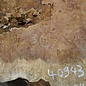Amboina burl, approx. 740 x 740 x 52mm, 14,8kg