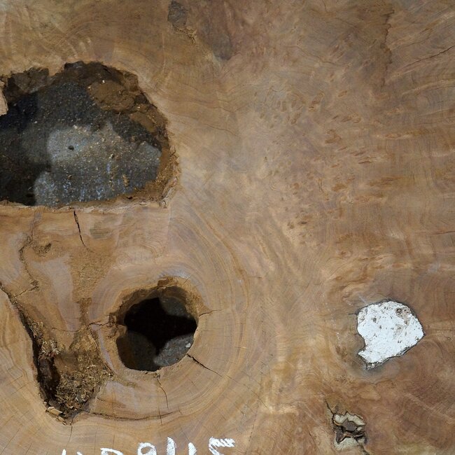 Amboina Maser, ca. 840 x 840 x 55 mm, 21,6kg