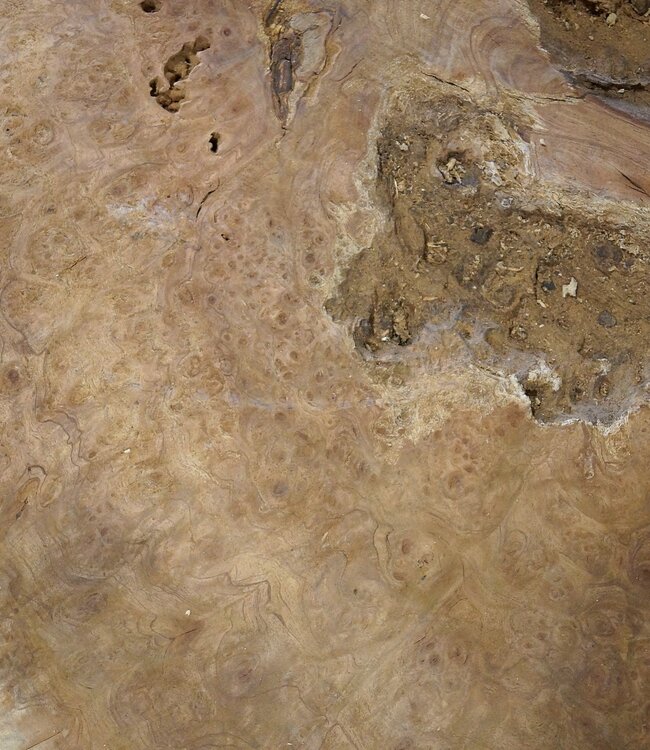 Amboina burl, approx. 1050 x 1000 x 52mm, 25kg