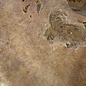 Amboina burl, approx. 1050 x 1000 x 52mm, 25kg