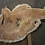 Amboina burl, approx. 1440 x 880 x 40-55mm, 31,1kg