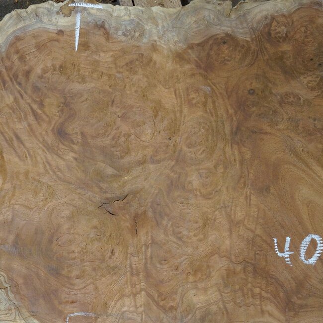 Amboina Maser, ca. 1270 x 570 x 52 mm, 19,7kg