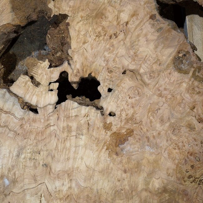 Amboina burl, approx. 900 x 1100 x 52-60mm, 18,7kg