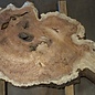 Amboina Maser, ca. 1400 x 810 x 40-55 mm, 28,2kg