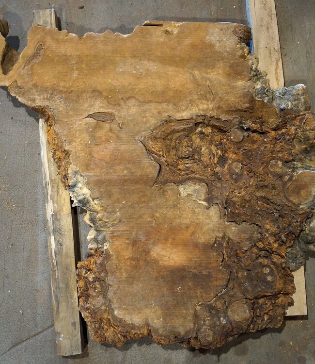 Amboina burl, approx. 950 x 790/790 x 52mm, 19kg