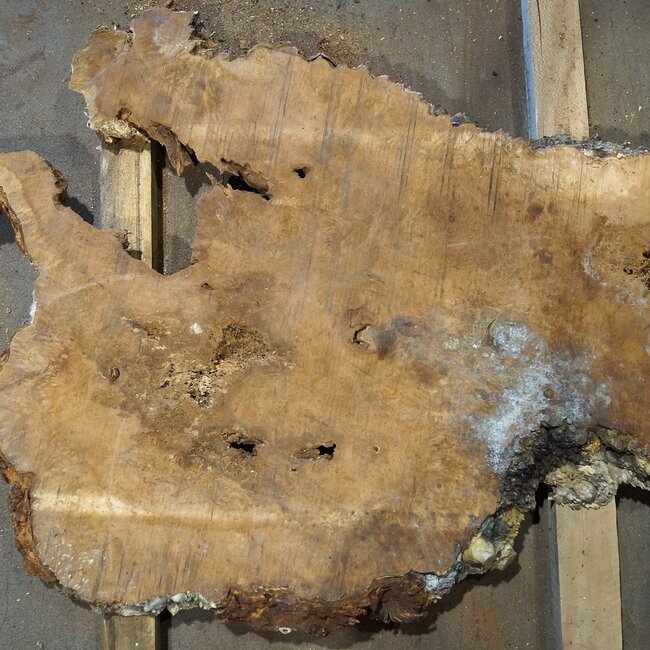 Amboina Maser, ca. 1120 x 900 x 50 mm, 26kg