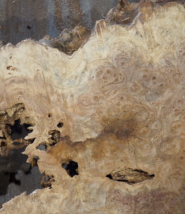 Amboina burl, approx. 1600 x 810 x 65-80mm, 35,2kg