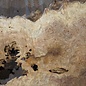 Amboina burl, approx. 1600 x 810 x 65-80mm, 35,2kg