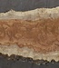 Amboina Maserplatte, ca. 2800 x 410 x 45 mm, 13314