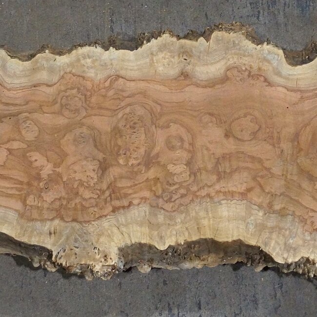 Amboina Maserplatte, ca. 2800 x 370 x 45 mm, 13312