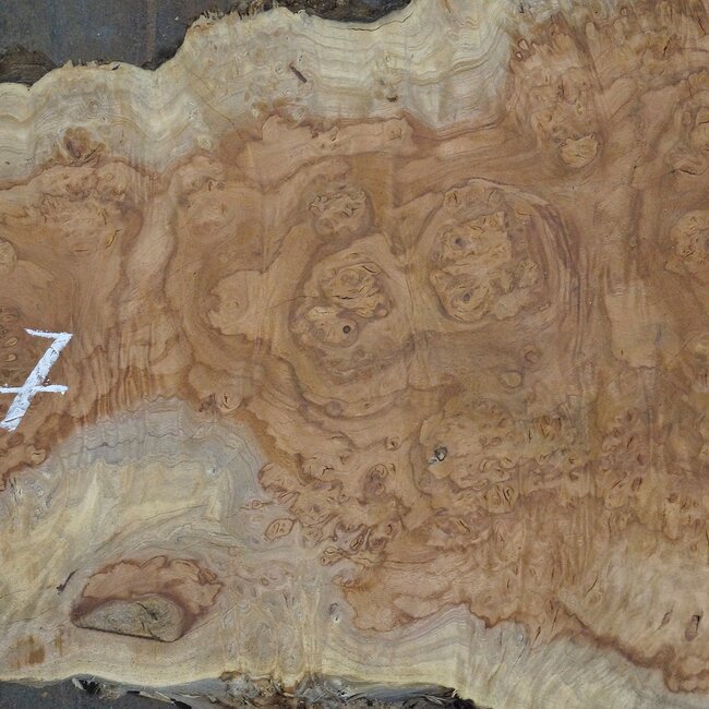 Amboina Maserplatte, ca. 2800 x 370 x 45 mm, 13312