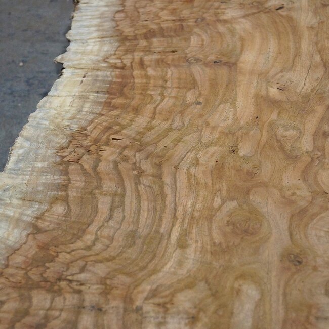 Amboina Maserplatte, ca. 2800 x 370 x 45 mm, 13312