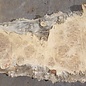 Amboyna burl board, approx. 2800 x 350 x 45 mm, 13311