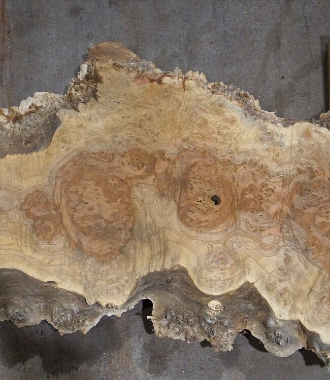 Amboina Maserplatte, ca. 2800 x 350 x 45 mm, 13311