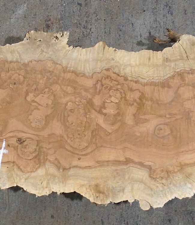 Amboina Maserplatte, ca. 2500(2800) x 330 x 45 mm, 13310