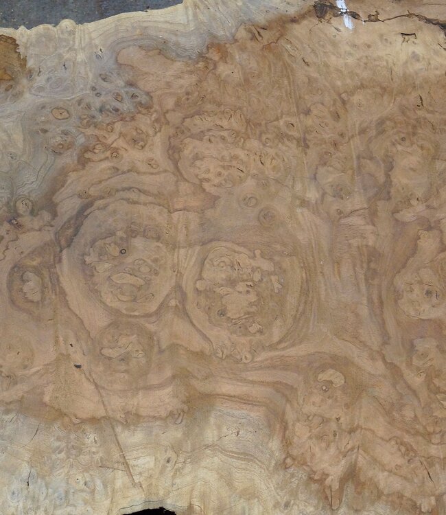 Amboina Maserplatte, ca. 2500(2800) x 330 x 45 mm, 13310