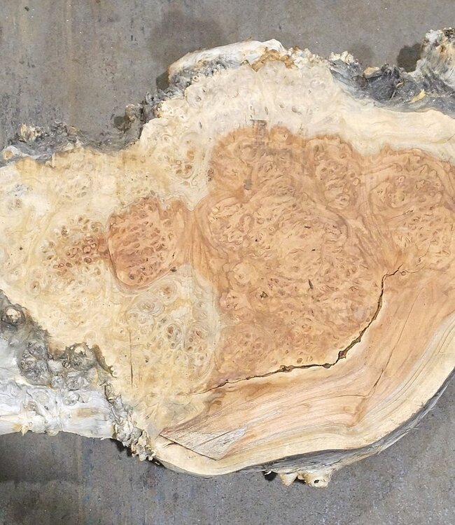 Amboina Maserplatte, ca. 2500(2800) x 330 x 45 mm, 13310