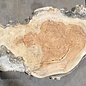 Amboina Maserplatte, ca. 2500(2800) x 330 x 45 mm, 13310