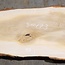 Lebanon Cedar table top, approx. 3100 x 730 x 75 mm, 13309