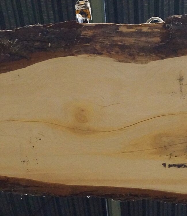 Libanon Zeder Tischplatte, ca. 3100 x 730 x 75 mm, 13309