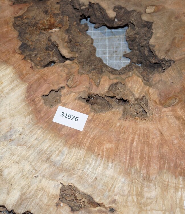 Amboina Maser, ca. 730 x 850 x 40mm, 12kg