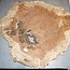 Amboina burl, approx. 730 x 850 x 40mm, 12kg