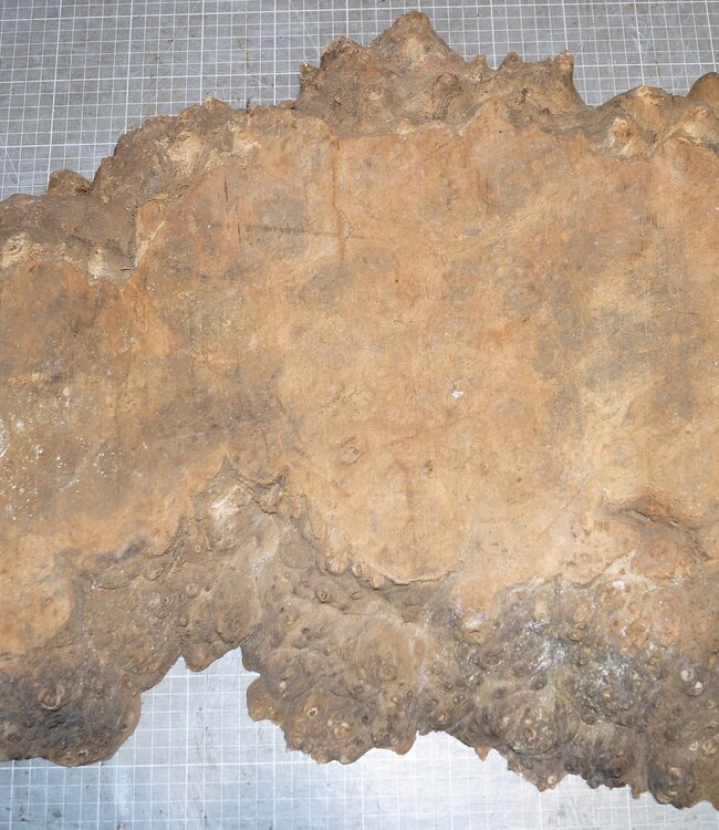 Amboina Maser, ca. 730 x 420 x 50mm, 6,8kg