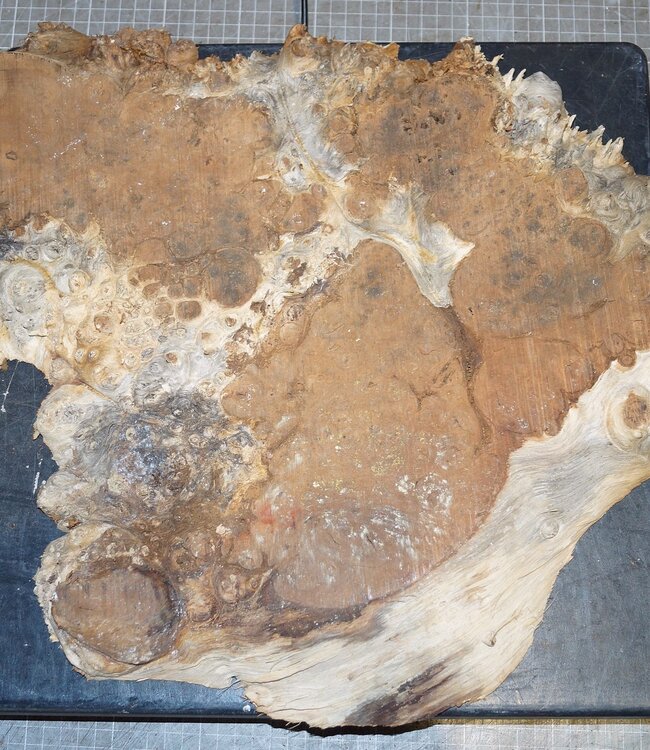 Amboina Maser, ca. 440 x 420 x 35mm, 2,6kg