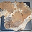 Amboina Maser, ca. 440 x 420 x 35mm, 2,6kg