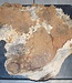 Amboina burl, approx.  440 x 420 x 35mm, 2,6kg